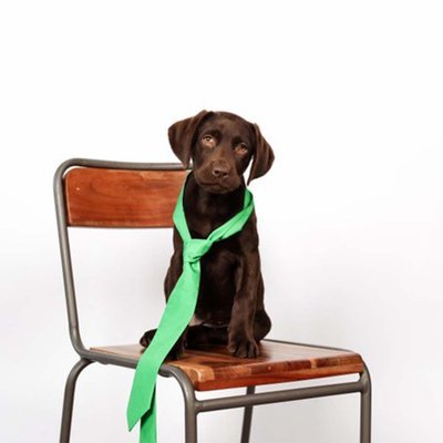 Foto   Options Gouda, Billy de Kantoorhond - Online Boekhouden